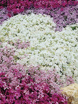Флокс шиловидний Spring, смесь (3шт) - 1