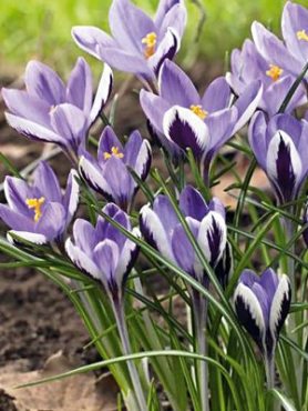 Крокус ботанический двухцветковый Spring Beauty 5/7 (5 шт)