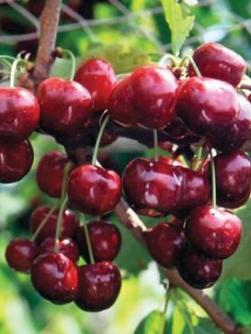 Черешня Бігарро Бурлат (1 шт)