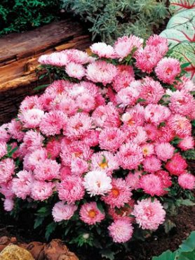 Айстра китайська Карликова Contraster Pink, біла з рожевим (0,2 г)