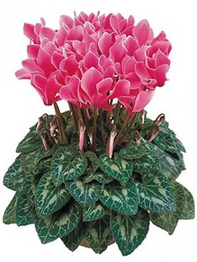 Цикламен среднецветковый Premium Fuchsia Flamme F1 (1 шт)