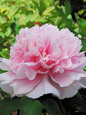 Пион древовидный Zhao's Pink (1 шт)