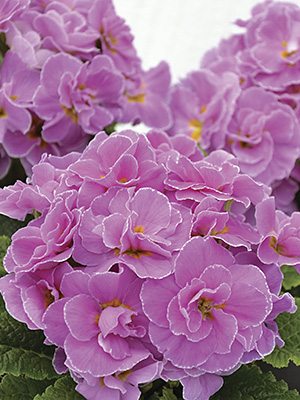 Примула обыкновенная (акаулис) Rubens Lavender Pink F1 (3 шт)