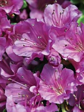 Рододендрон японский Geisha Purple (1 шт)