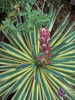 Юкка славная Variegata (1 шт)