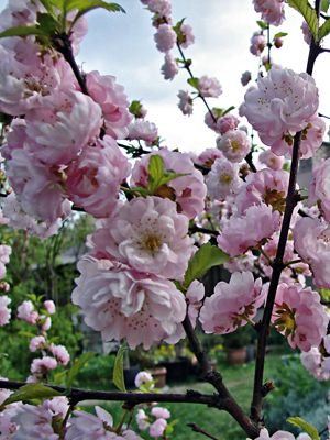Луизиания трилопатева Rosenmund (1 шт) - 1