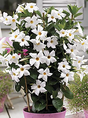Дипладения Bloom Bells White (1 шт) осінь - 1