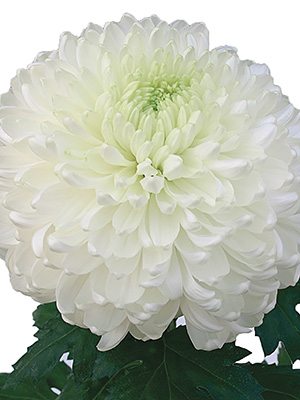 Хризантема зрізна Palisade White (3 шт) - 1