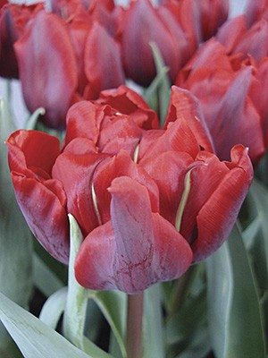 Тюльпаны Махровые поздние Red Princess 11/12 (100 шт) - 1