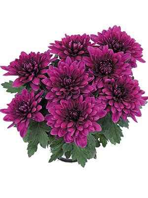 Хризантема горщикова Vido Purple (3 шт) - 1