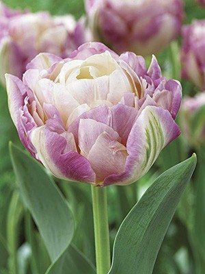 Махрові тюльпани пізні Sweet Desire 1112 (20 шт) - 1