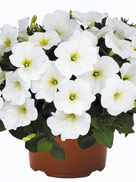 Петуния гибридная SuperBloom White (3 шт)