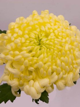 Хризантема срезочная Vienna Cream (3 шт)