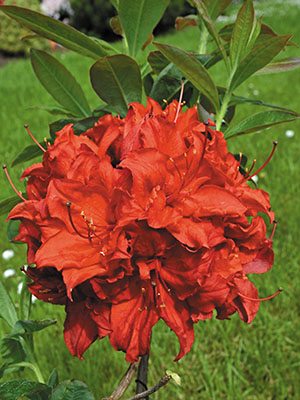 Рододендрон х Knap Hill Doloroso (1 шт) - 1