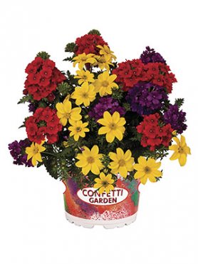 Набор  Confetti Garden Sylvester 2021 (1 шт)