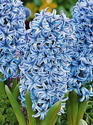 Гіацинт садовий Blue Star 15/16 (1 шт) - 1