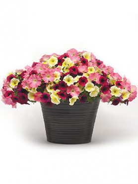 Миксес Rosy Kisses (6 шт)