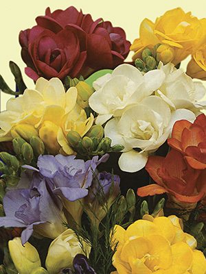 Фрезия гибридная, махровая смесь 4/5 (25 шт) - 1