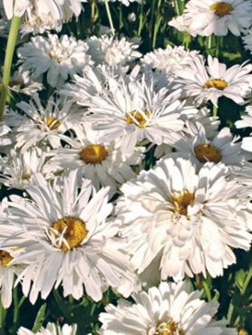 Королицю найбільший Crazy Daisy, білий напівмахровий (35 шт)