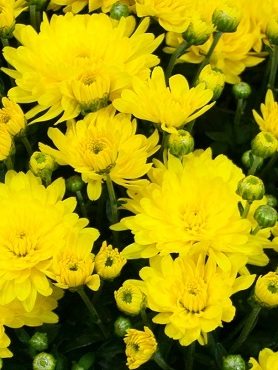 Хризантема мелкоцветковая низкорослая Bransound Yellow (9 шт) - 1