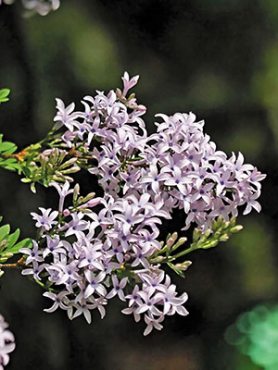 Сирень афганская (1 шт)