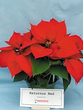 Пуансеттія прекрасна Saturnus Red (1 шт)