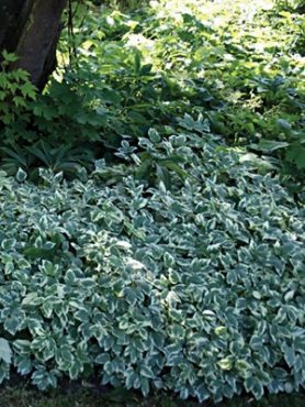 Борщівка звичайна Variegata (1 шт)