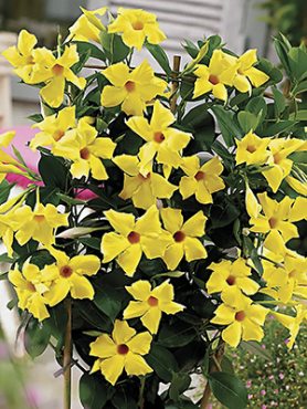 Дипладения Bloom Bells Yellow (1 шт)
