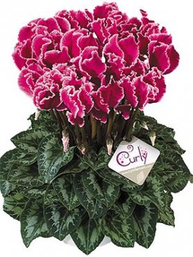 Цикламен крупноцветковый Halios Curly Magenta Lisere F1 (1 шт)