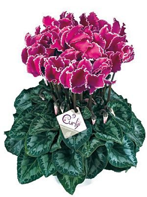 Цикламен великоквіткова Halios Curly Violet Lisere F1 (1 шт)