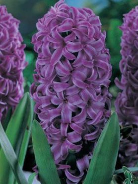 Гиацинт садовый Purple Sensation 15/16 (1 шт)