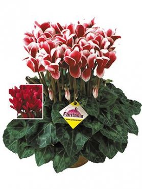 Цикламен крупноцветковый Latinia Fantasia Magenta Fonce F1(1 шт)