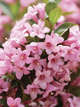 Вайгелія гібридна Rosea (1 шт)