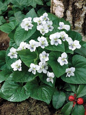 Фиалка сестринская Albiflora (1 шт) - 1