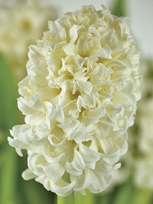 Гиацинт садовый Top White 14/15 (1 шт) - 1
