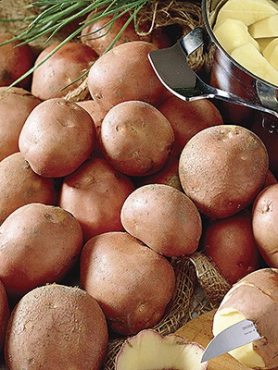 Картофель Bildtstar (100 шт)
