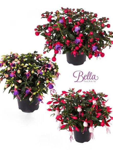 Фуксия гибридная Bella, смесь (3 шт) - 1