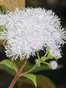 Агератум Х'юстона White Ball, білий (0,3 г)