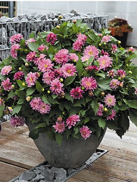 Георгина гибридная Hipnotika Purple (Р12) (1 шт)