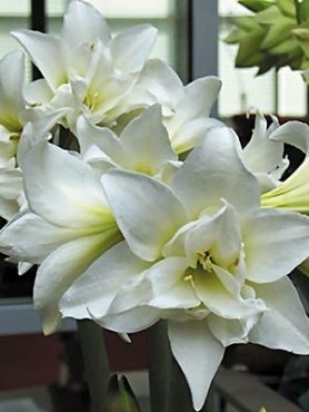 Гиппеаструм гибридный Jewel 24/26 (1 шт)