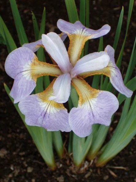 Ирис сибирский Rikugi Sakura (1 шт) - 1
