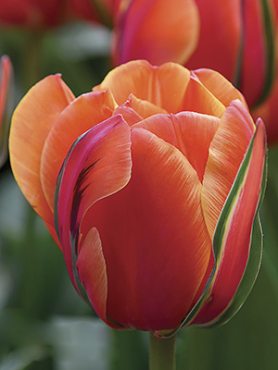 Тюльпани Махрові пізні Queensday 12/+ (3 шт)