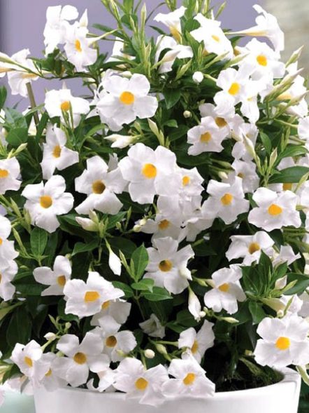 Діпладенія Sundaville Classic White (1 шт) - 1