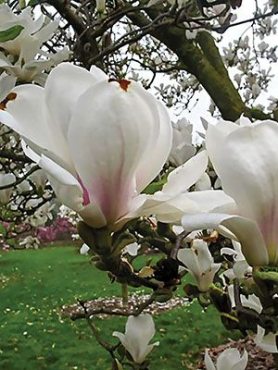 Магнолія Суланжа Speciosa (1 шт)