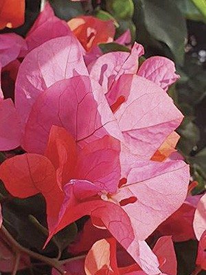 Бугенвілея Vera Pink (1 шт) осінь