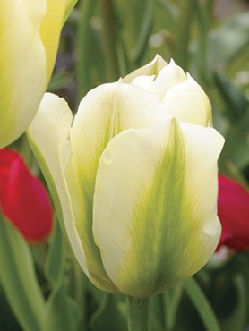Тюльпаны Зеленоцветковые Spring Green 10/11 (3 шт)