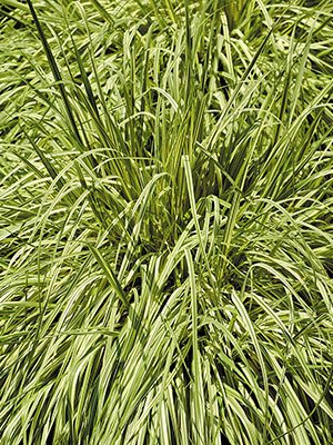 Молиния голубая Variegata (1 шт) - 1