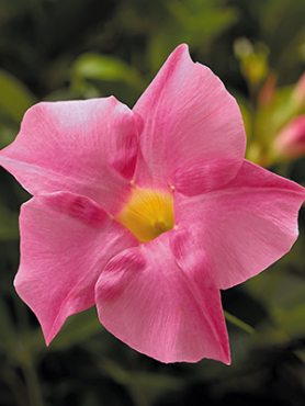 Дипладения Rio Grande Pink (1 шт)