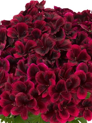Пеларгония королевская Graziosa Merlot Red (1 шт) - 1