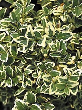 Самшит вечнозеленый Variegata (1 шт)